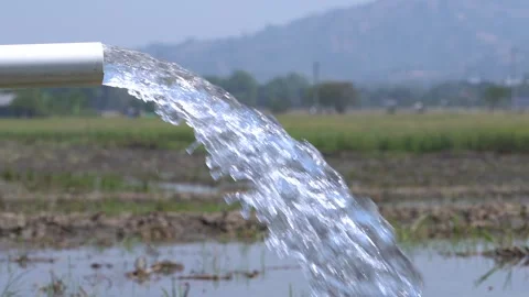 Irrigation pipe gushing clear water into lush green rice field on sunny day. Stock Footage 340718893