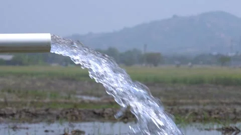 Irrigation pipe gushing clear water into lush green rice field on sunny day. Stock Footage 340720110