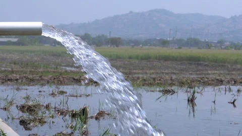 Irrigation pipe gushing clear water into lush green rice field on sunny day. Stock Footage 340720138