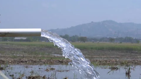 Irrigation pipe gushing clear water into lush green rice field on sunny day. Video stock 340720145