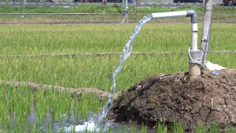 Irrigation pipe gushing clear water into lush green rice field on sunny day. Stock Footage 340737494
