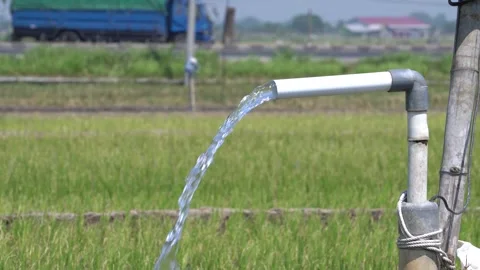 Irrigation pipe gushing clear water into lush green rice field on sunny day. Stock Footage 340737497