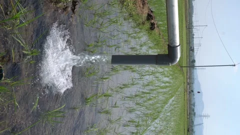 Irrigation pipe gushing clear water into lush green rice field on sunny day. Stock Footage 340737499