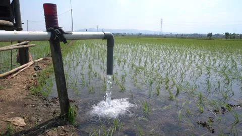 Irrigation pipe gushing clear water into lush green rice field on sunny day. Stock Footage 340737563