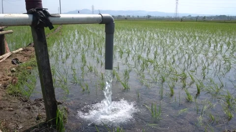 Irrigation pipe gushing clear water into lush green rice field on sunny day. Stock Footage 340737678