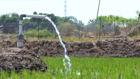 Irrigation pipe gushing clear water into lush green rice field on sunny day. Stock Footage 340738467