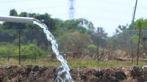 Irrigation pipe gushing clear water into lush green rice field on sunny day. Stock Footage 340738469