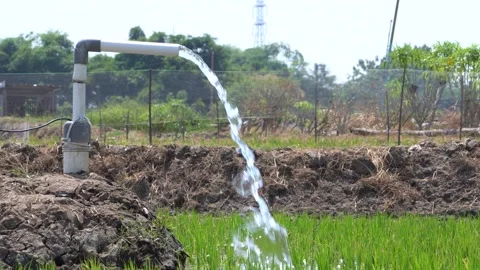 Irrigation pipe gushing clear water into lush green rice field on sunny day. Stock Footage 340738639