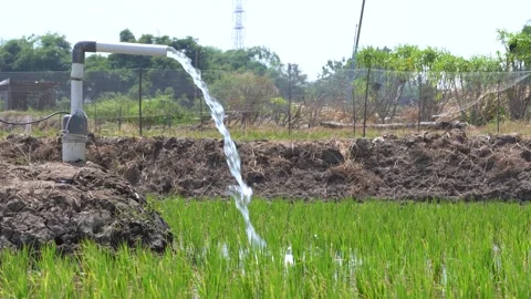 Irrigation pipe gushing clear water into lush green rice field on sunny day. Stock Footage 340738664