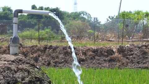 Irrigation pipe gushing clear water into lush green rice field on sunny day. Video stock 340739341