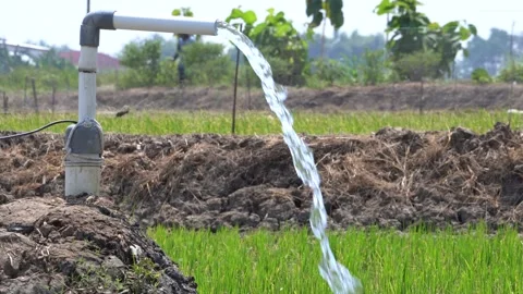 Irrigation pipe gushing clear water into lush green rice field on sunny day. Stock Footage 340739390