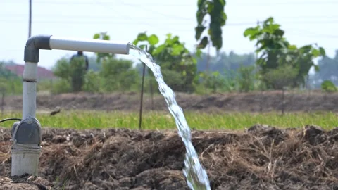 Irrigation pipe gushing clear water into lush green rice field on sunny day. Video stock 340739681