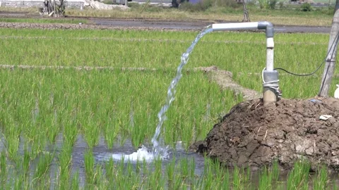 Irrigation pipe gushing clear water into lush green rice field on sunny day. Stock Footage 340739828