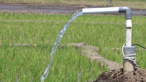 Irrigation pipe gushing clear water into lush green rice field on sunny day. Video stock 340740319