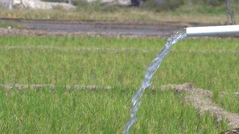 Irrigation pipe gushing clear water into lush green rice field on sunny day. Stock Footage 340740327