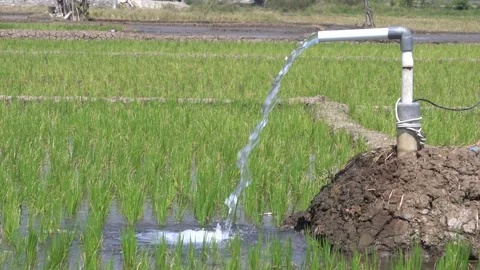 Irrigation pipe gushing clear water into lush green rice field on sunny day. Stock Footage 340740365