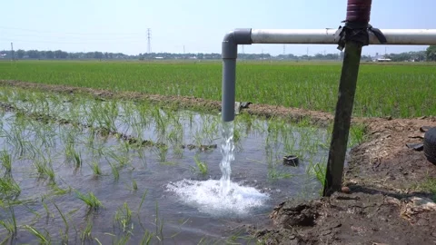 Irrigation pipe gushing clear water into lush green rice field on sunny day. Video stock 340740810