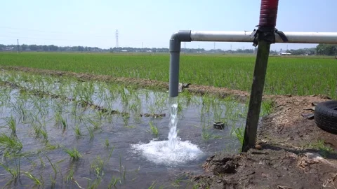 Irrigation pipe gushing clear water into lush green rice field on sunny day. Stock Footage 340740955