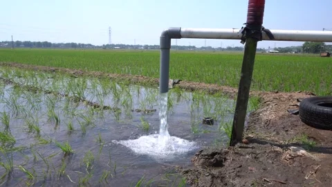 Irrigation pipe gushing clear water into lush green rice field on sunny day. Stock Footage 340741422