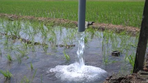 Irrigation pipe gushing clear water into lush green rice field on sunny day. Stock Footage 340741432