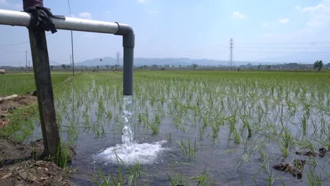 Irrigation pipe gushing clear water into lush green rice field on sunny day. Video stock 340741500