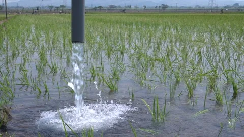 Irrigation pipe gushing clear water into lush green rice field on sunny day. Video stock 340741926