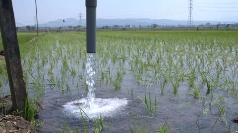 Irrigation pipe gushing clear water into lush green rice field on sunny day. Stock Footage 340742344