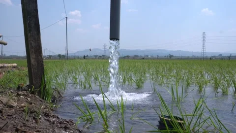 Irrigation pipe gushing clear water into lush green rice field on sunny day. Stock Footage 340742756