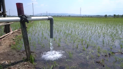 Irrigation pipe gushing clear water into lush green rice field on sunny day. Video stock 340742835