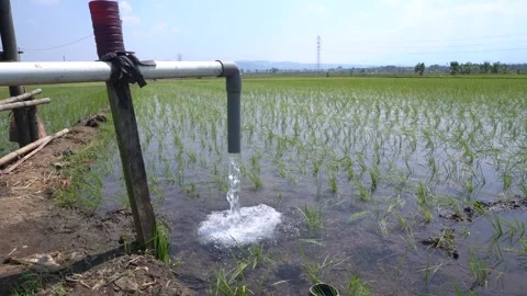 Irrigation pipe gushing clear water into lush green rice field on sunny day. Video stock 340742924