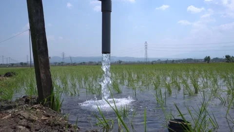 Irrigation pipe gushing clear water into lush green rice field on sunny day. Stock Footage 340743203