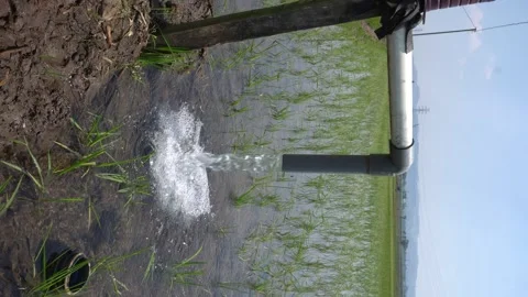 Irrigation pipe gushing clear water into lush green rice field on sunny day. Video stock 340743490