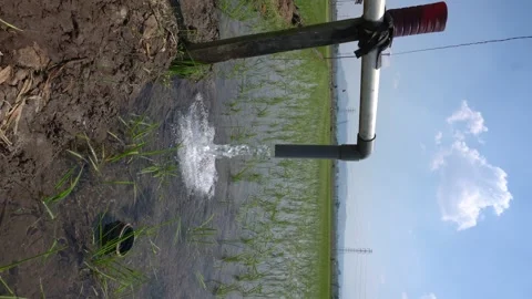 Irrigation pipe gushing clear water into lush green rice field on sunny day. Stock Footage 340743534
