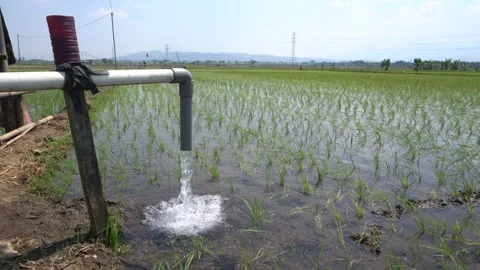 Irrigation pipe gushing clear water into lush green rice field on sunny day. Stock Footage 340743601