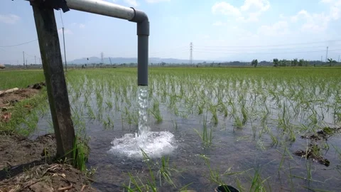 Irrigation pipe gushing clear water into lush green rice field on sunny day. Video stock 340743700
