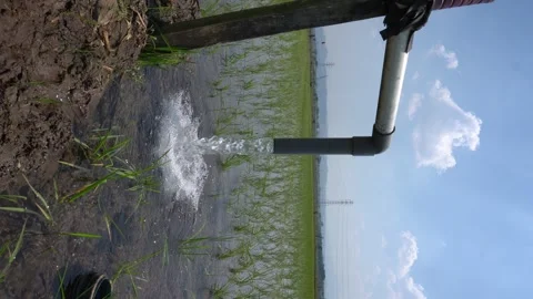 Irrigation pipe gushing clear water into lush green rice field on sunny day. Stock Footage 340743738