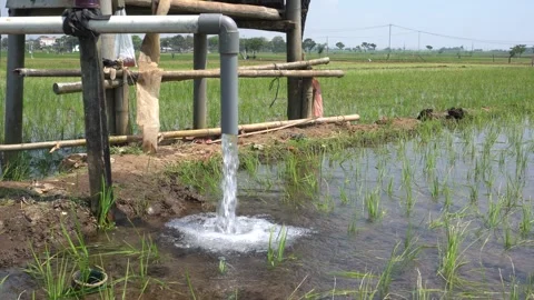 Irrigation pipe gushing clear water into lush green rice field on sunny day. Video stock 340744026