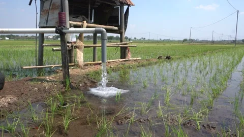 Irrigation pipe gushing clear water into lush green rice field on sunny day. Stock Footage 340744139