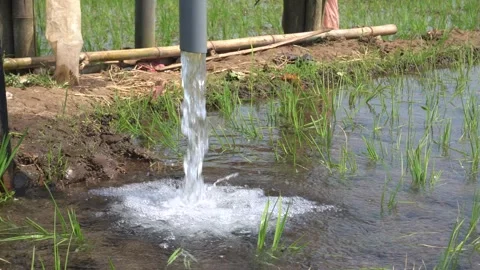 Irrigation pipe gushing clear water into lush green rice field on sunny day. Stock Footage 340744153