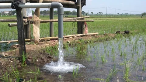 Irrigation pipe gushing clear water into lush green rice field on sunny day. Video stock 340744245