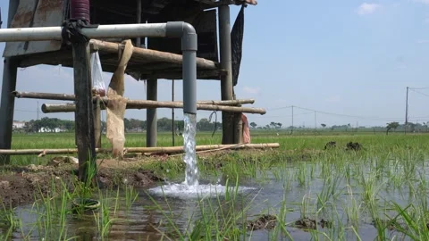 Irrigation pipe gushing clear water into lush green rice field on sunny day. Video stock 340744275
