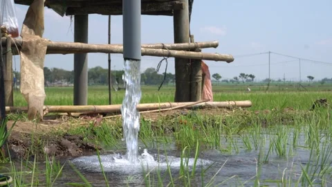 Irrigation pipe gushing clear water into lush green rice field on sunny day. Stock Footage 340744601