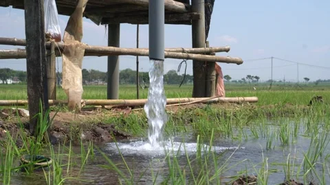 Irrigation pipe gushing clear water into lush green rice field on sunny day. Video stock 340744645