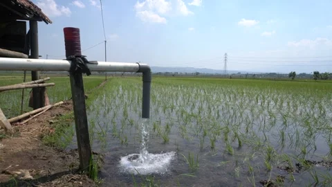 Irrigation pipe gushing clear water into lush green rice field on sunny day. Stock Footage 340744688
