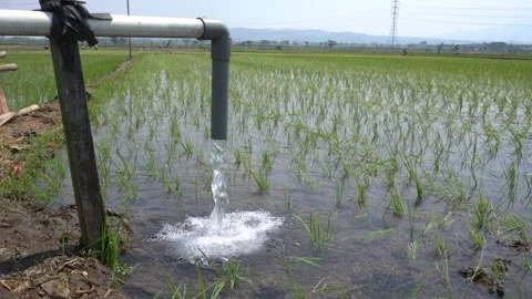 Irrigation pipe gushing clear water into lush green rice field on sunny day. Stock Footage 340744829