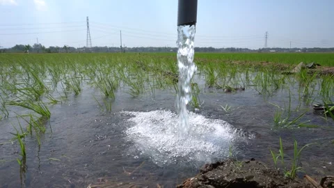 Irrigation pipe gushing clear water into lush green rice field on sunny day. Stock Footage 340744839
