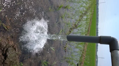 Irrigation pipe gushing clear water into lush green rice field on sunny day. Stock Footage 340745095