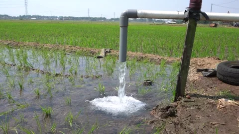 Irrigation pipe gushing clear water into lush green rice field on sunny day. Video stock 340745143