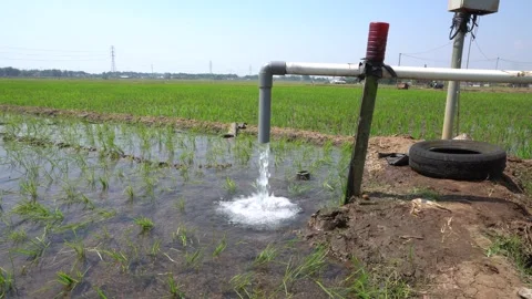 Irrigation pipe gushing clear water into lush green rice field on sunny day. Video stock 340745199