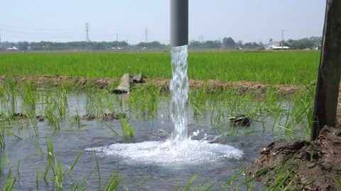 Irrigation pipe gushing clear water into lush green rice field on sunny day. Stock Footage 340745335